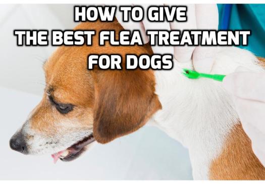 6 Ways to Naturally Prevent and Get Rid of Fleas on Dogs - Instead of constantly applying synthetic repellents which may contain harmful chemicals, there are natural substitutes you can turn to that can help you to get rid of fleas on dogs.